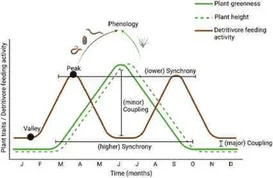 Seasonal Shifts in Plant Diversity Effects on Above-Groun... — publication preview